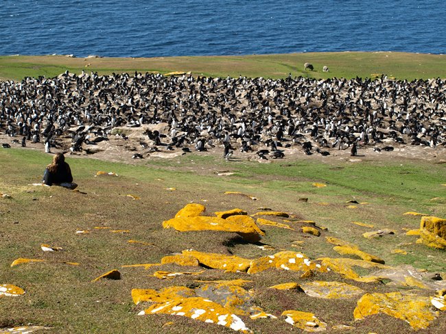 ../../Pictures/241209/039 Rockhopper.JPG